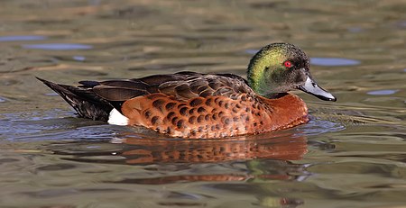 Male chestnut teal