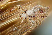 Human head-lice are directly transmitted obligate ectoparasites.