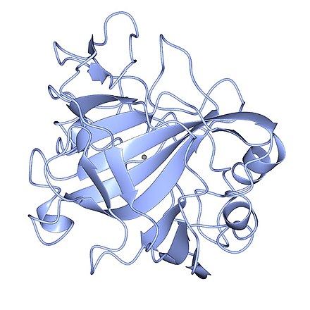 Overall structure of Mammalian CA II. From PDB: 1CA2