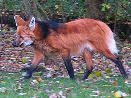 Karčiuotasis vilkas (Chrysocyon brachyurus)