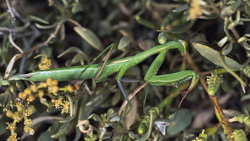 File:Mantis religiosa, immature female, Sète 01.jpg