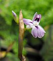 Flor asimètrica (Maranta leuconeura)