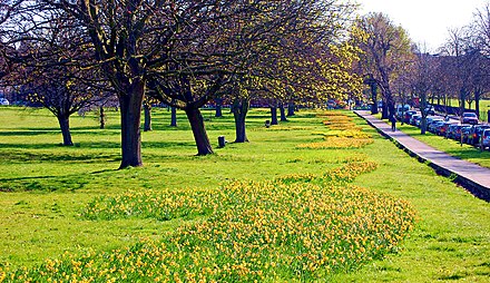 Daffodils in Rosehill Park East