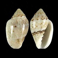 Marginella eucosmia 001.jpg