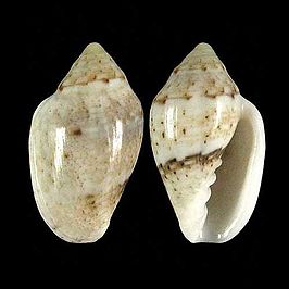 Marginella eucosmia