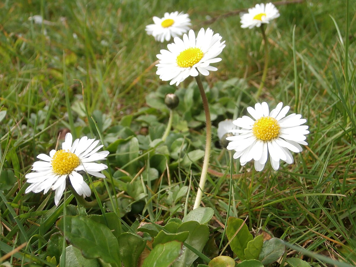 Bellis Perennis Wikispecies