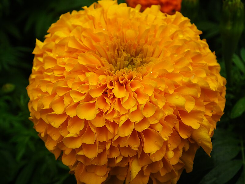 File:Marigold at Lalbagh Flower show August 20124534.JPG