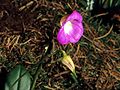 Masdevallia uniflora flower