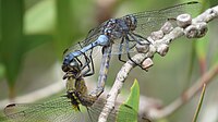 Mating Orthetrum boumiera (49698313401).jpg