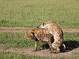 Mating hyenas.jpg