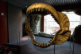 Реконструированные челюсти мегалодона, выставленные в Национальном аквариуме Балтимора
