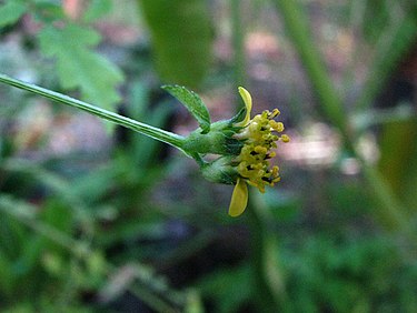 Close up of flower. Melanthera micrantha subsp. micrantha (6327475355).jpg