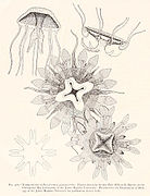 Dibujos de éfiras de C. quinquecirrha