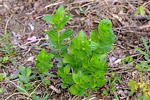 Mercurialis Ovata