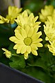 Marguerite Daisy (Argyranthemum Frutescens).