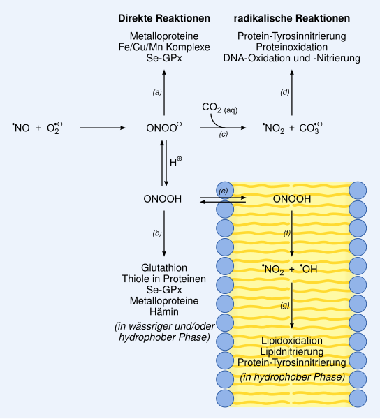 File:Metabolic pathways peroxinitrite DE.svg