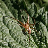 Mediterranean recluse spider.