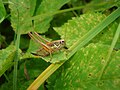 Metrioptera roeselii (ru:Скачок зелёный) (en:Roesel's bush-cricket) (de:Roesels Beißschrecke)