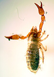 <i>Microbisium parvulum</i> species of arachnid