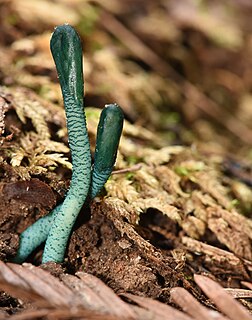 <i>Microglossum viride</i> Species of fungus