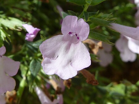 Micromeria croatica