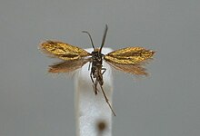 Micropterix aruncella BE-MK-2-188a.jpg 