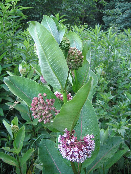 Milkweed in Bloom