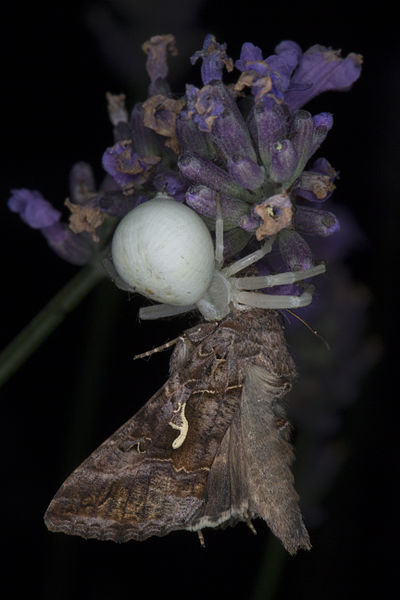 File:Misumena vatia, Lodz(Poland)13(js).jpg