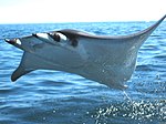 Mobula breaching.jpg