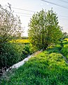 * Nomination A path and the canal “Aubruchkanal” in the nature reserve “Schwafheimer Bruch” in Moers --Carschten 08:58, 2 May 2020 (UTC) * Promotion Good quality. --Sonya7iv 09:33, 2 May 2020 (UTC)