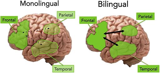 Monolingual vs. bilingual aging brain