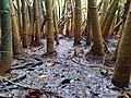 Pieds d'une population de Montrichardia arborescens