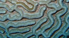 Meandering corallite walls of an intratentacular budding coral More hard coral close up on the Inner Reef.JPG