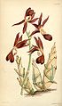 Mormodes hookeri (as syn. Mormodes atropurpurea) plate 4577 in: Curtis's Bot. Magazine (Orchidaceae), vol. 77, (1851)