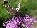 Melanargia galathea