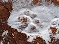 Thumbnail for File:Mountain-lion footprint 2 1-2023.jpg