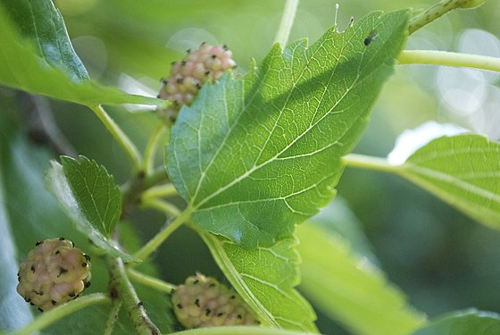 mulberry (morus rubra) Woodstock, IL