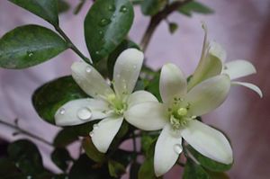 Murraya paniculata 1 hatem moushir cairo.JPG