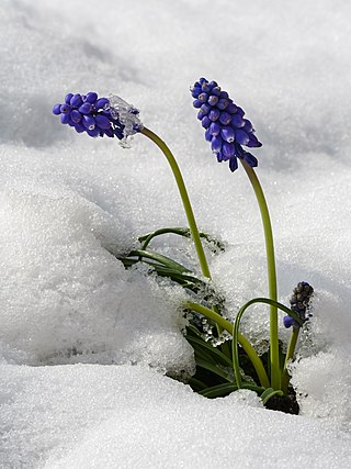 Muscari armeniacum in snow