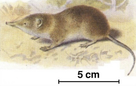 Лесная мышевидная белозубка (Myosorex varius)