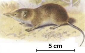 July 2: the shrew Myosorex varius