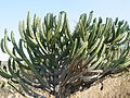 Myrtillocactus geometrizans (5780880491).jpg