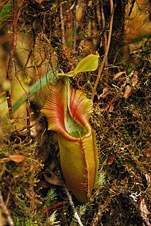 Nepenthes ovata (pictured) was for a long time confused with the closely related N. bongso N. ovata7.jpeg