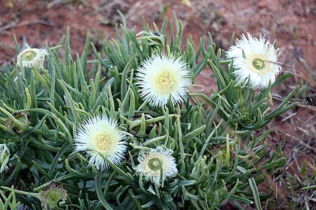 Carpobrotus rossii