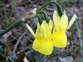 Narcissus triandrus Vértes 2009. március 18. DehesaBoyalPuertollano.jpg