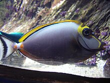 Naso elegans 001 - Aquarium Finisterrae.jpg