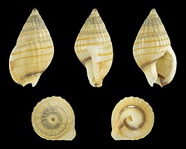 Nassarius celebensis