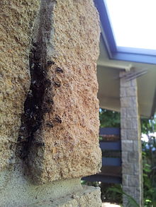 Native bees forming a hive in the brickwork of a house in Darwin, Australia Native bees in brickwork Darwin.jpg