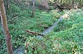 Čeština: Přírodní památka Křečovický potok nedaleko Křečovic, okres Benešov - ČR English: Natural monument Křečovický potok near Křečovice in Benešov District, Czech Republic