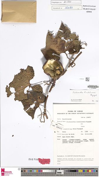 File:Naturalis Biodiversity Center - L.2995282 - Trichosanthes kinabaluensis Rugayah - Cucurbitaceae - Plant type specimen.jpeg